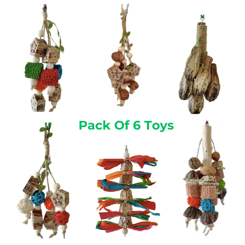 6 Pcs Set Carambola Nuts Natural Toys