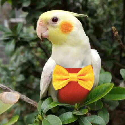 Bird Diaper with Bow Tie